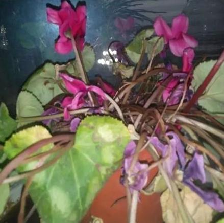 枯萎的花不能要了就该扔到垃圾桶,这五种花千万不要买