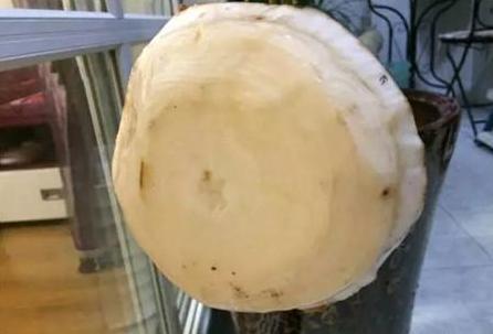 枯萎的花不能要了就该扔到垃圾桶,这五种花千万不要买