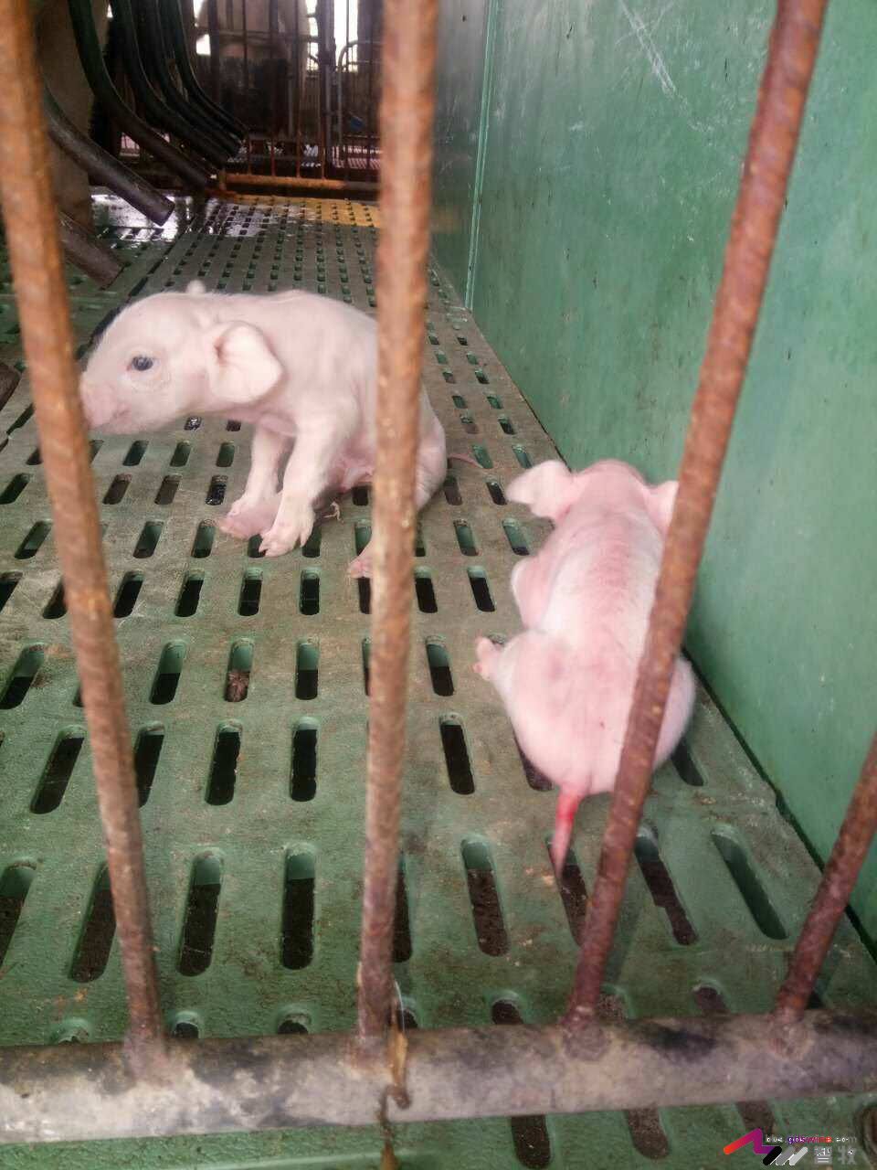 全价料如何使用,全价料有什么好处