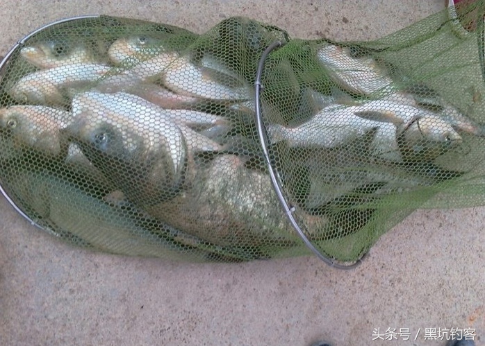 钓鲢鳙鱼技巧和方法,钓鲢鳙鱼的三个关键点