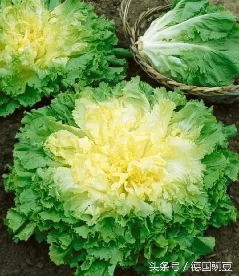 绿叶蔬菜菊苣,菊苣是一种很少见的蔬菜