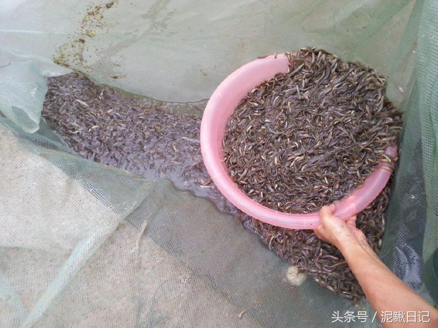 养泥鳅能挣钱吗,家庭养殖泥鳅如何赚钱快