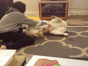 带秋田犬旅行,秋田犬不运动有影响吗