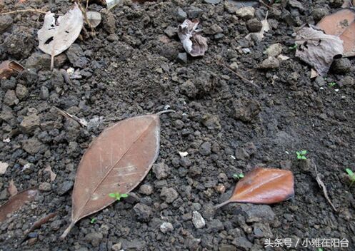 想种花但是没有花盆怎么办,想种花可是没有种子怎么办