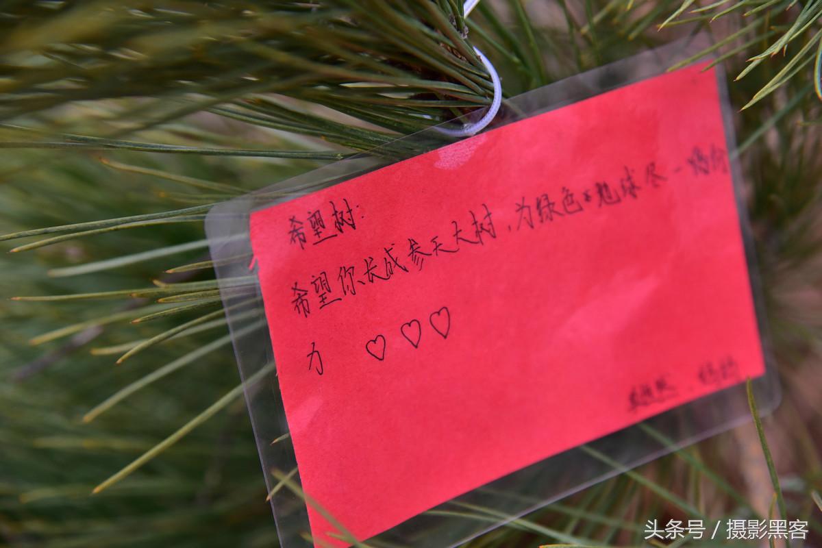 为什么让小学生上山植树造林，看完老师写的图文就明白