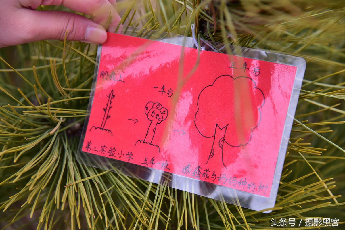 为什么让小学生上山植树造林，看完老师写的图文就明白