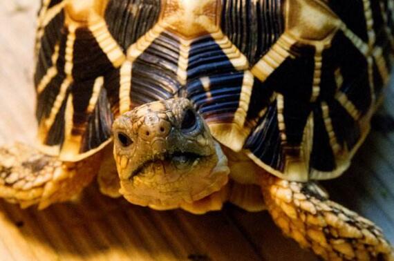 印度星龟广州陆龟,印度星斑陆龟