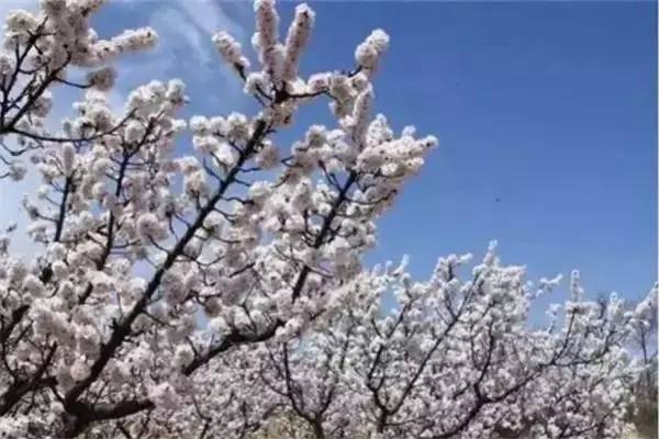 运城美食野菜,运城田间美食推荐