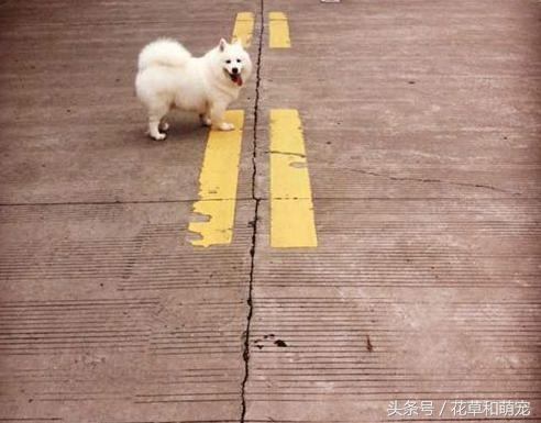 萨摩耶腿短是纯种吗,萨摩耶脚有问题