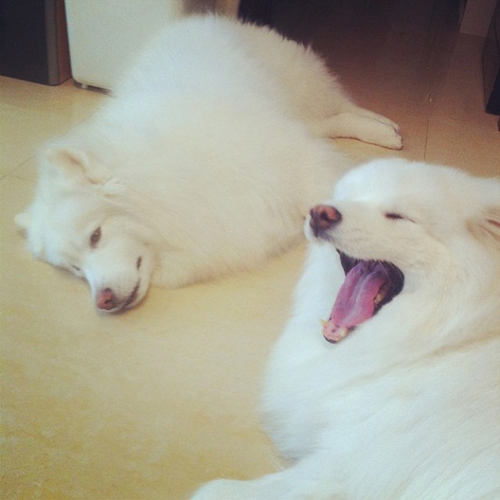 来自北国的雪衣天使，你家里有一只好抱又会自体发热的萨摩耶吗？