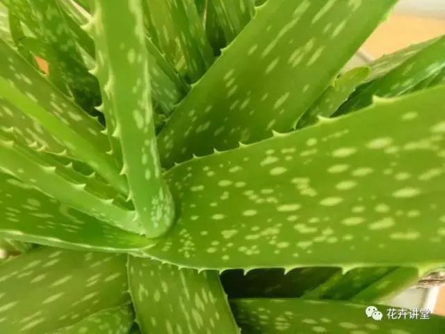 相似的花儿又来了，今天我们来认识它们