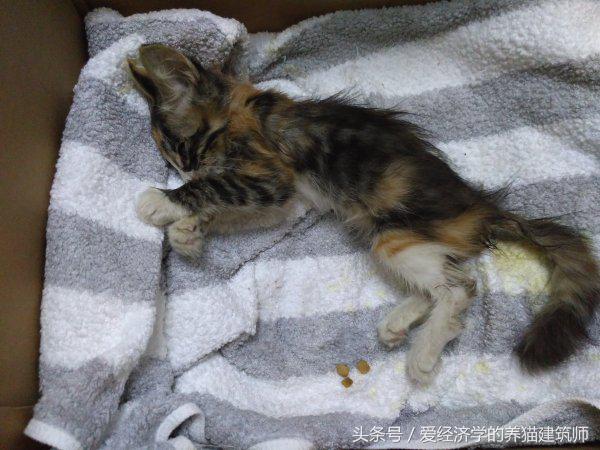 猫生完崽死了的小猫咪怎么处理好,猫快死的时候症状