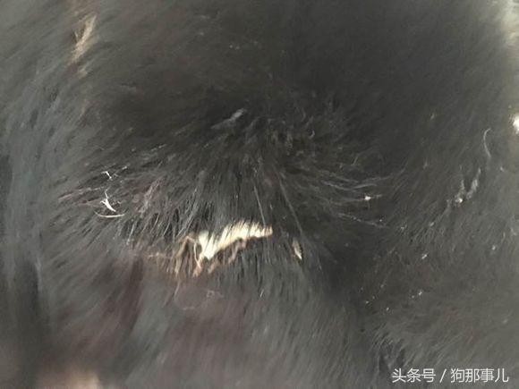 藏獒是不是对主人很温顺,藏獒忠诚护主吗