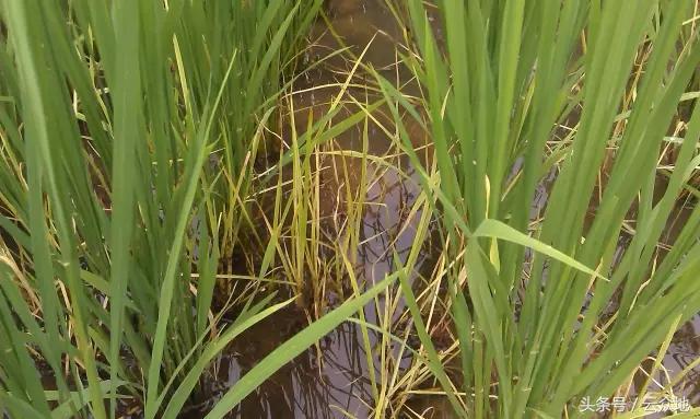 水稻除草剂药害怎么缓解,水稻发生除草剂药害怎么补救