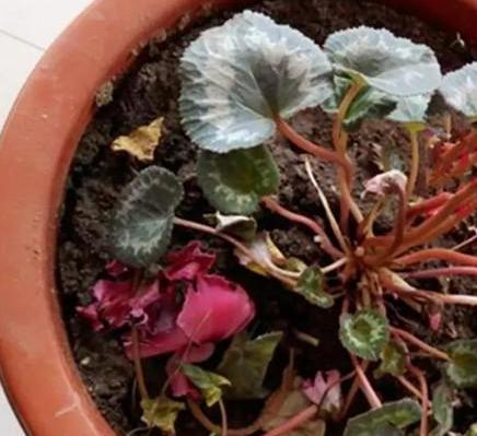 枯萎的花不能要了就该扔到垃圾桶,这五种花千万不要买