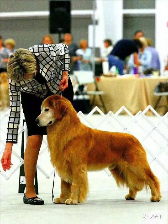 殿堂人物：采访美国金毛领军人物—TonyaStruble