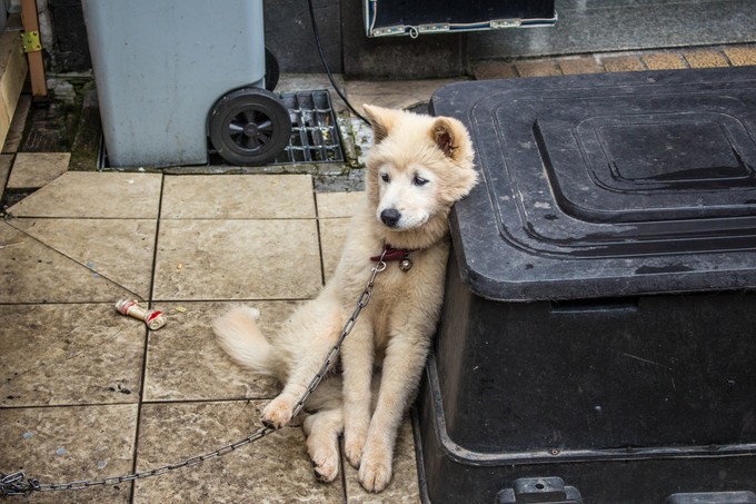 韩国济州岛游客,韩国济州岛莲洞步行街