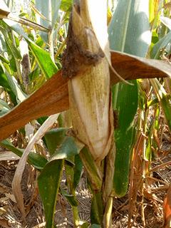 足球搞笑段子笑得肚子疼大全,最经典调侃足球的搞笑段子