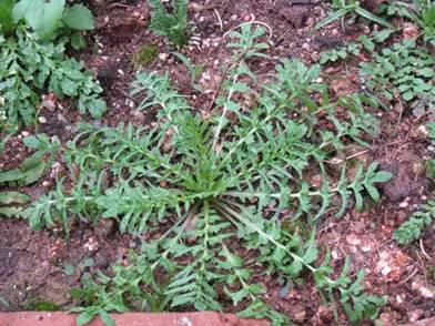 运城美食野菜,运城田间美食推荐