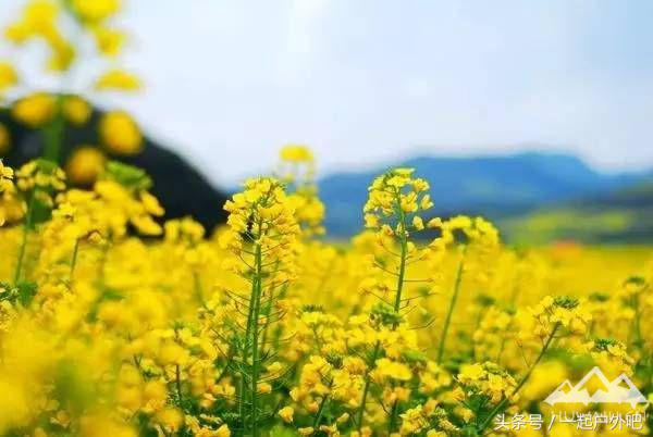 2018汉中油菜花主会场自驾游路线,2018年汉中油菜花海主会场揭秘