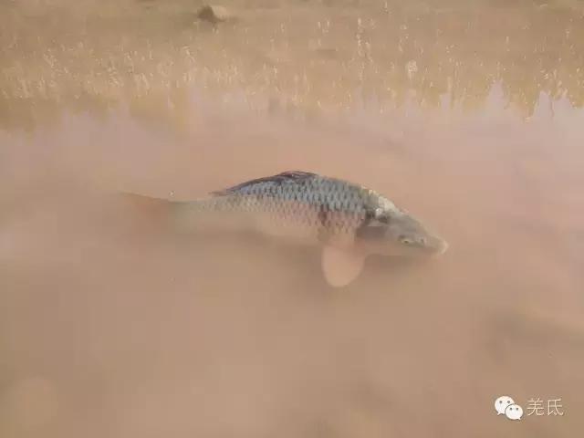 怀念故乡往日时光图片,怀念过去家乡的视频