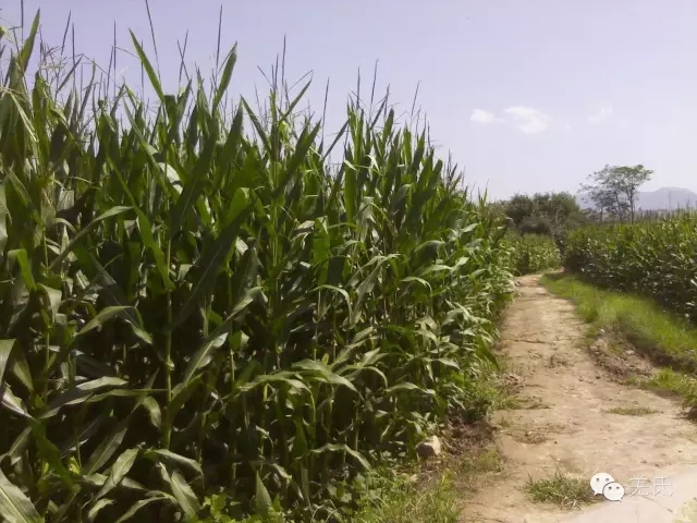 怀念故乡往日时光图片,怀念过去家乡的视频