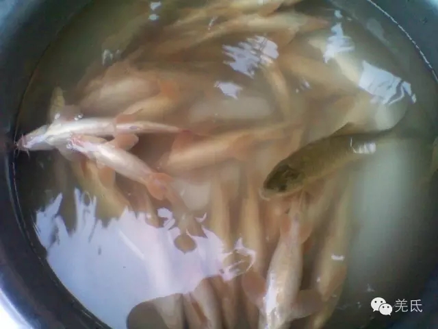 怀念故乡往日时光图片,怀念过去家乡的视频