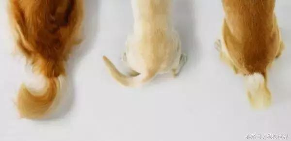 狗狗的习性知识,一直宠一只猫另一只会不会生气