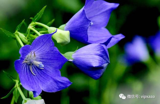 这13种开紫色花的花卉你认识几种,五种常见蓝色花