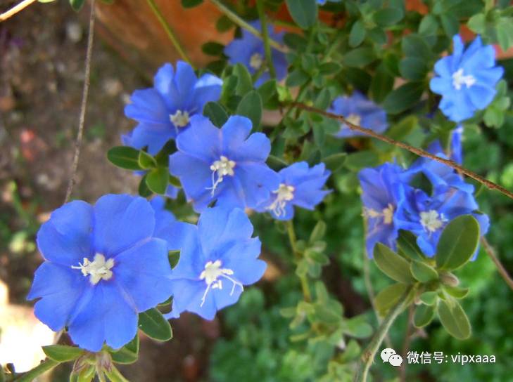 这13种开紫色花的花卉你认识几种,五种常见蓝色花