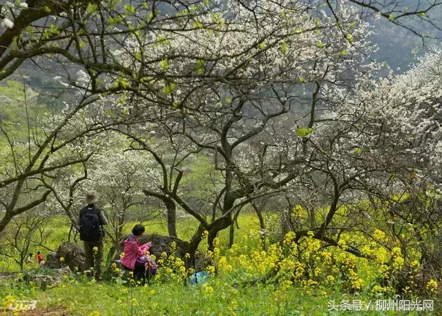 柳州美景樱花谷,柳州的花海美景