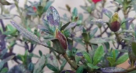 枯萎的花不能要了就该扔到垃圾桶,这五种花千万不要买