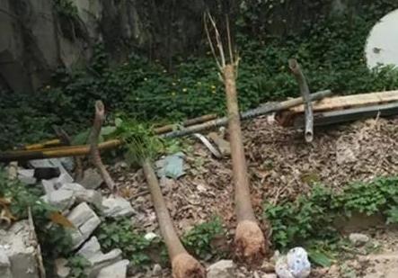 枯萎的花不能要了就该扔到垃圾桶,这五种花千万不要买