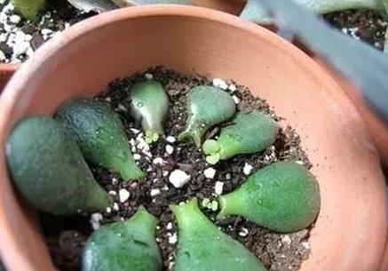 枯萎的花不能要了就该扔到垃圾桶,这五种花千万不要买