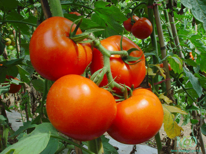 水果怎么挑选视频,水果展示柜和风幕柜