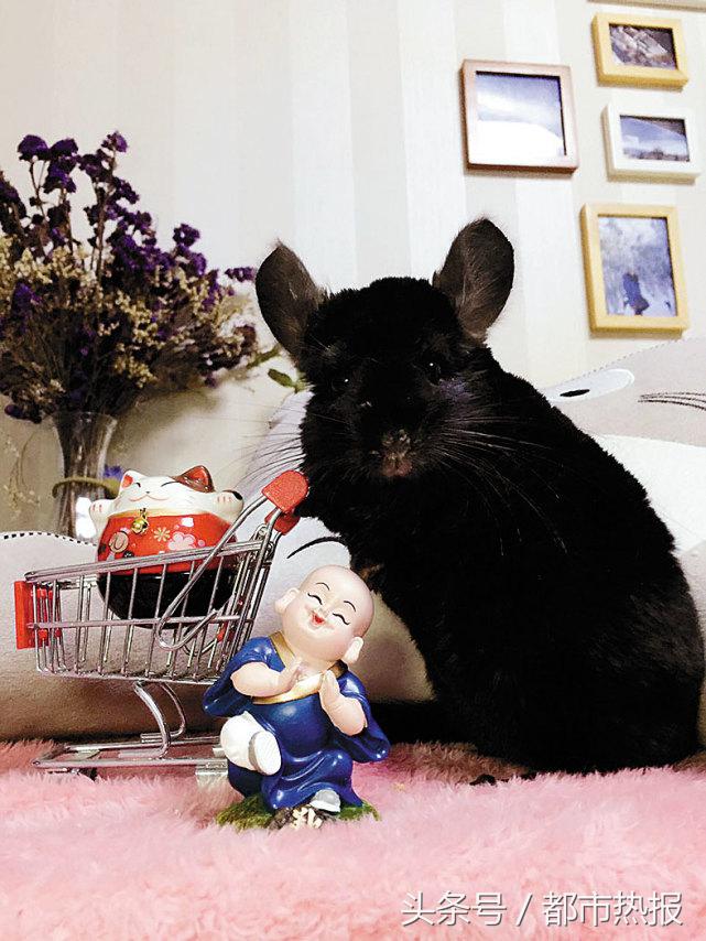 举牌卖萌，这两只龙猫自赚生活费