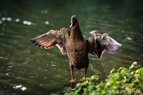 鸭肉怎样吃去寒,鸭肉性寒怎么去寒