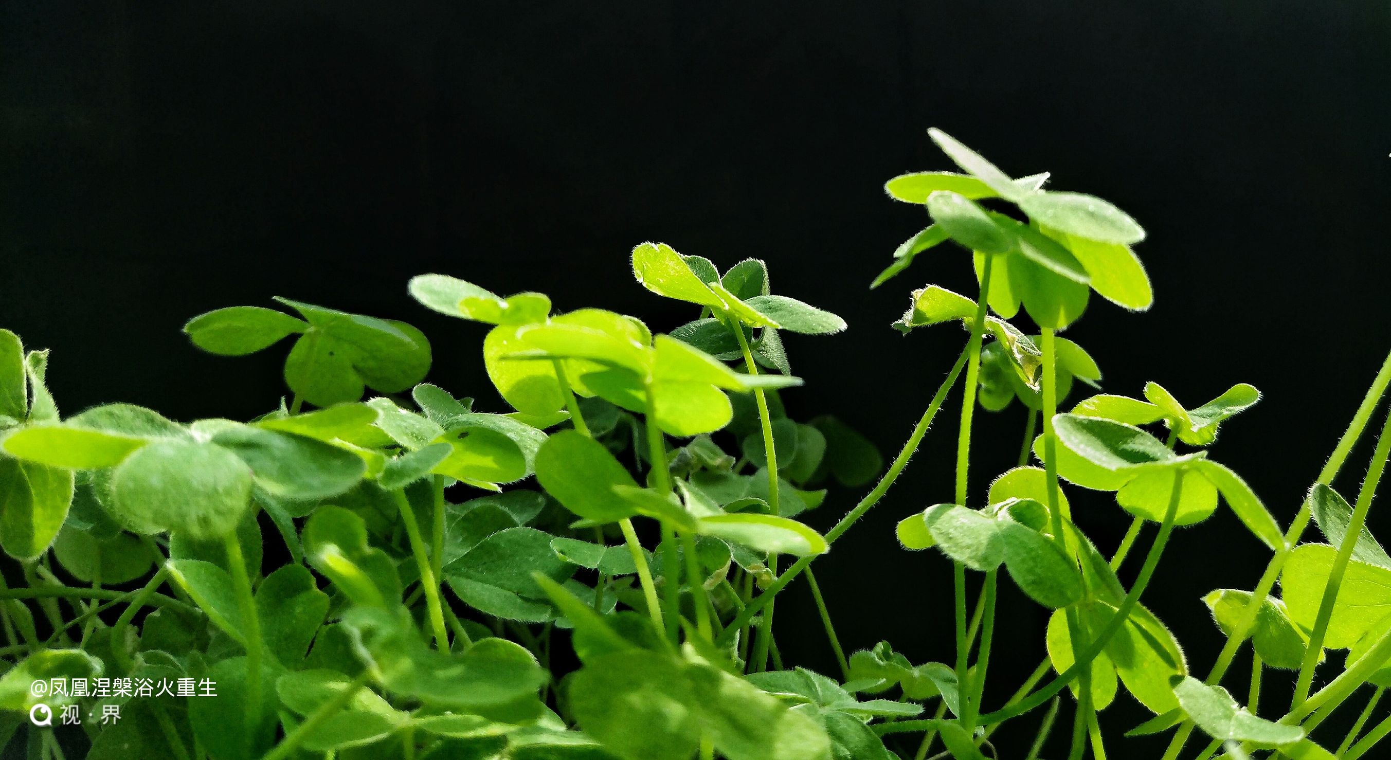 努比亚z50ultra和努比亚z50spro拍照,努比亚z30pro拍照和苹果拍照对比