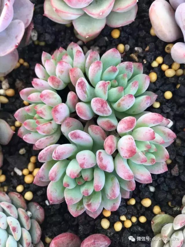 吾家有女初长成全文小说,吾家有女初长成小说精彩阅读