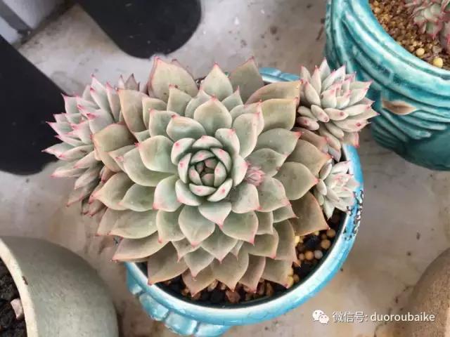 吾家有女初长成全文小说,吾家有女初长成小说精彩阅读