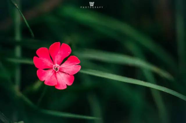 大漠户外旅行虎跳峡徒步详解,虎跳峡徒步168级勇者云梯