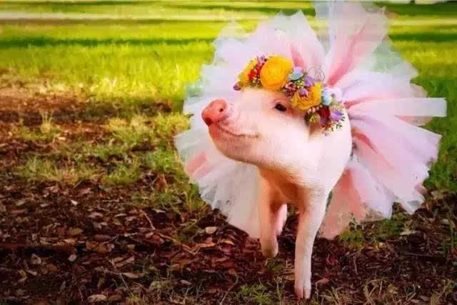 迷你猪好养吗,迷你香猪真的长不大嘛