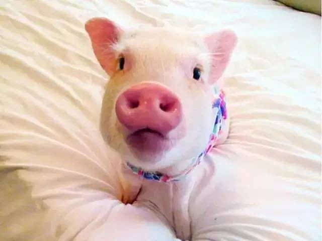 迷你猪好养吗,迷你香猪真的长不大嘛