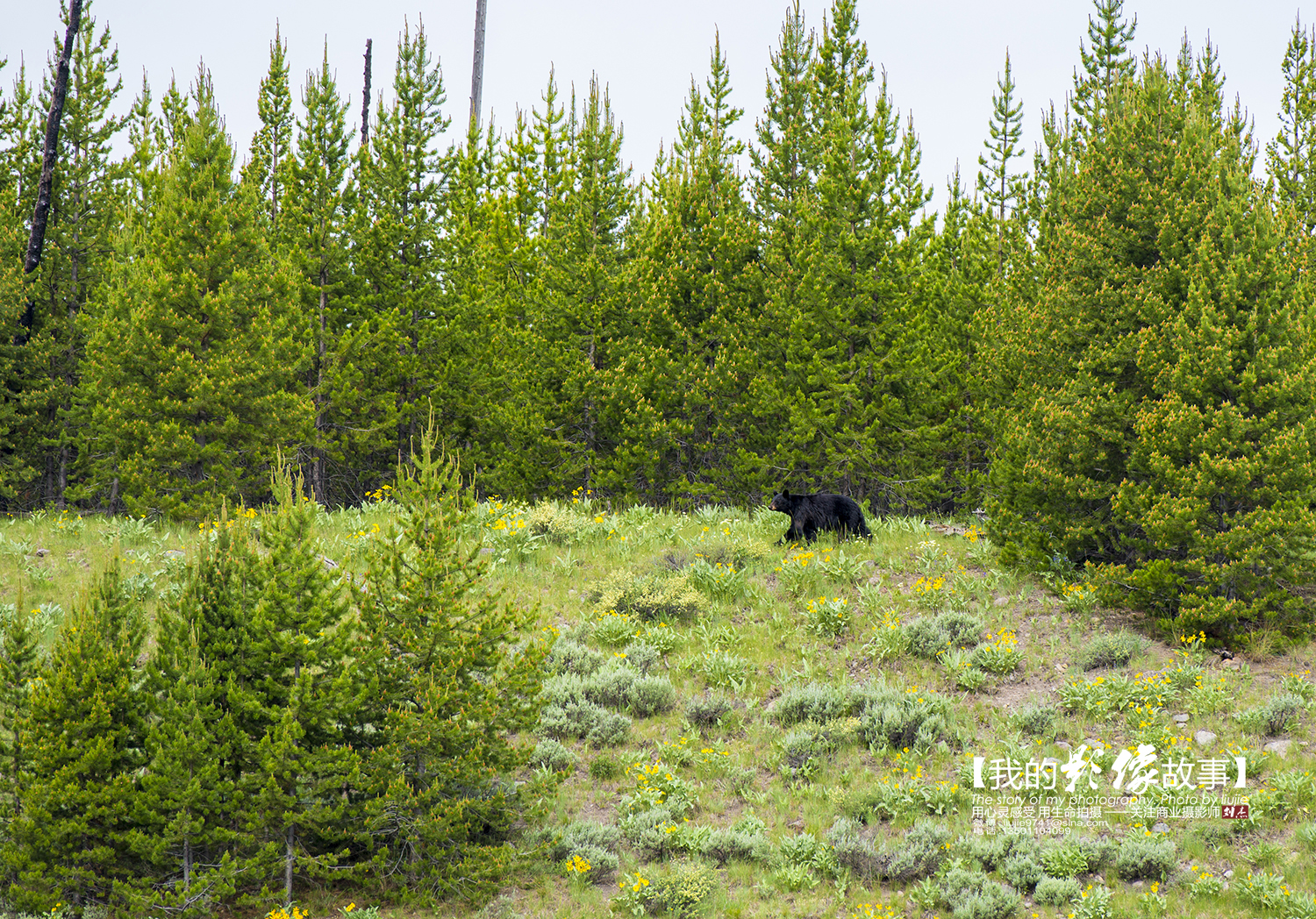 黄石公园十大景点排名表最新,国家地理公认前十景点