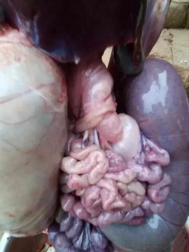 母羊产后不吃还低温嘴里流沫,母羊产后不吃草嘴还流水