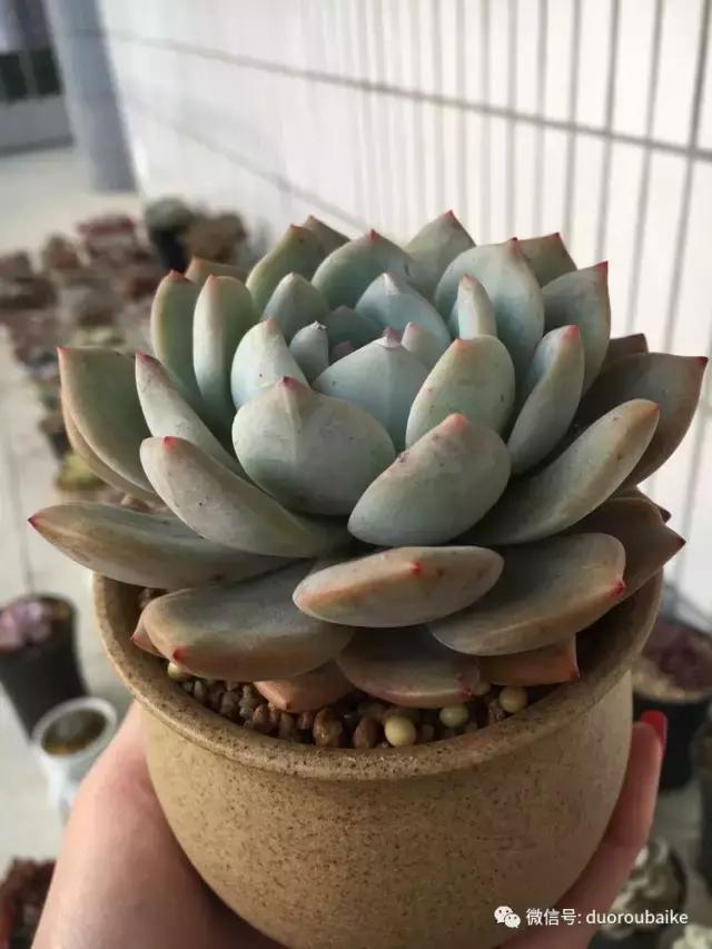 吾家有女初长成全文小说,吾家有女初长成小说精彩阅读