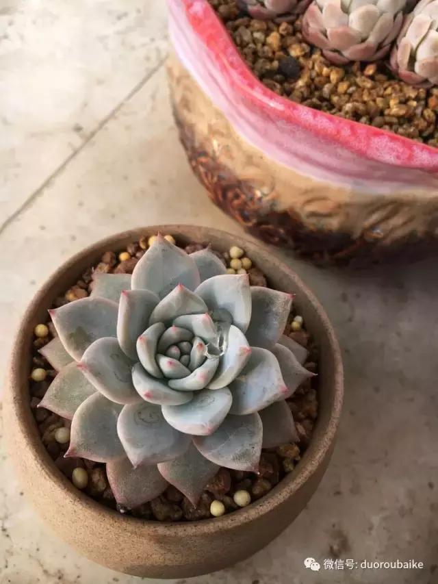 吾家有女初长成全文小说,吾家有女初长成小说精彩阅读