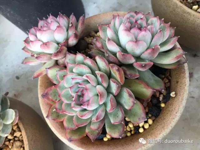 吾家有女初长成全文小说,吾家有女初长成小说精彩阅读