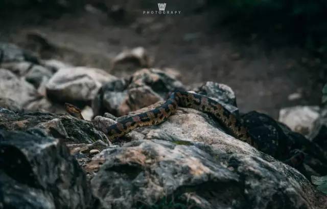 大漠户外旅行虎跳峡徒步详解,虎跳峡徒步168级勇者云梯