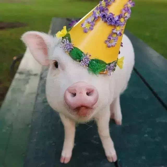 迷你猪好养吗,迷你香猪真的长不大嘛